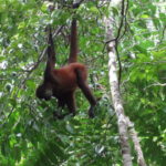 Essayez d'en faire autant ! (singe araignée)