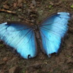 Un Morpho bleu (15 cm de large).