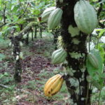 Un cacaotier avec ses nombreuses cabosses. Dommage ça ne pousse pas à Crayssac!