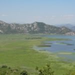 Lac Skadar: une étendue de nénuphars